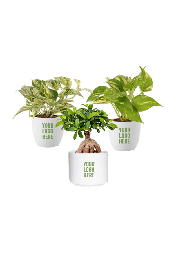 Good Luck Fortune Plant Set in ceramic pots – green gift for prosperity

