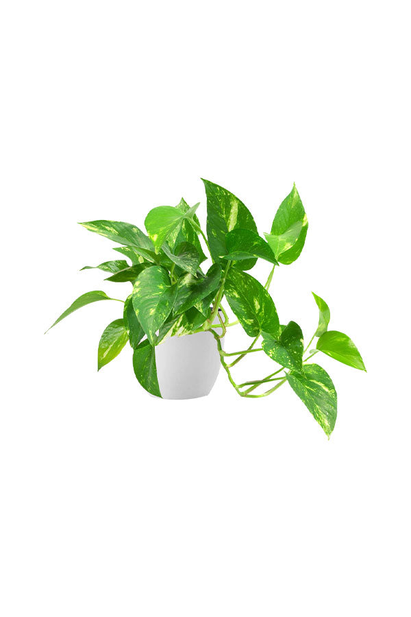 Air Purifying & Oxygen Boosting Indoor Plants