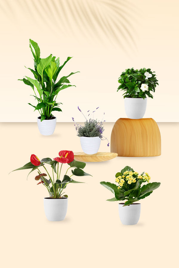 Graceful Flowering Plants Combo