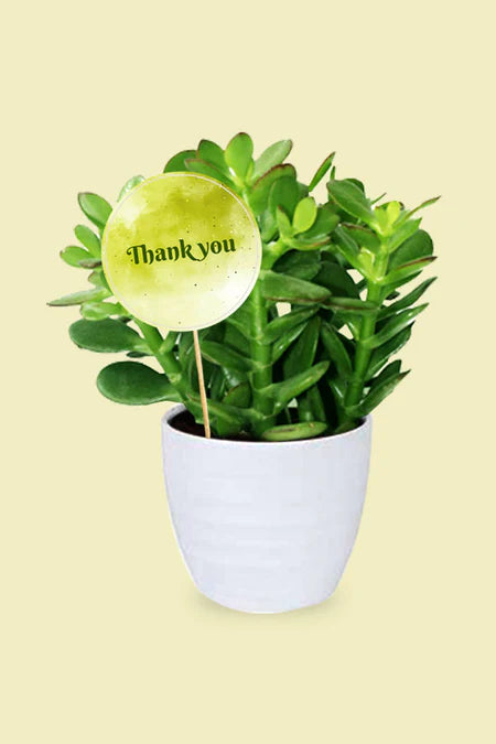 "Elegant green indoor plant gift with thank you message – Grateful Green Gift collection"