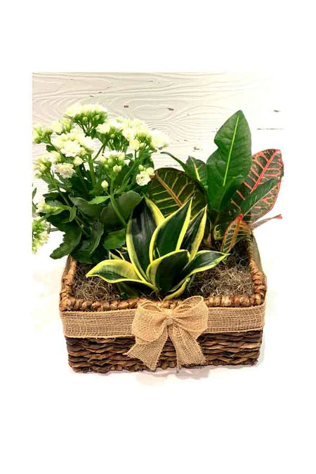 Green Daddy Delight Hamper - Eco-Friendly Father's Day Gift with Live Plant and Artisanal Treats