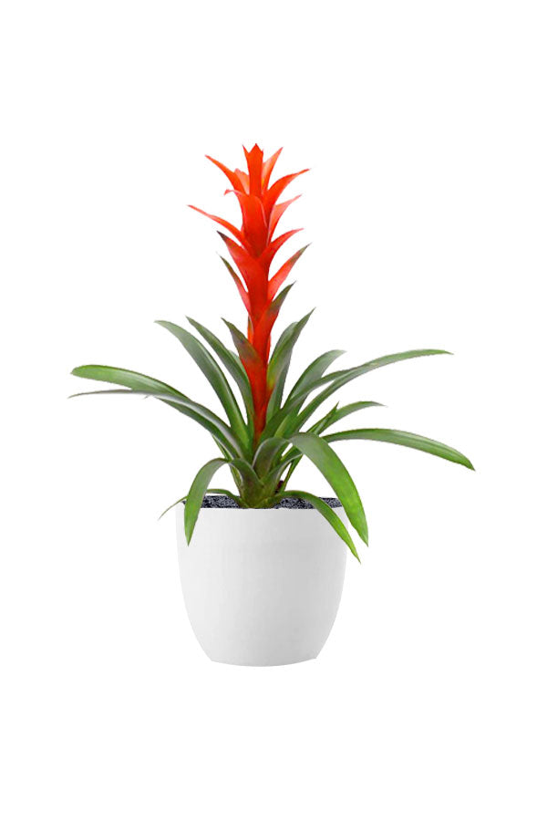 Guzmania – Bright Tropical Corporate Plant