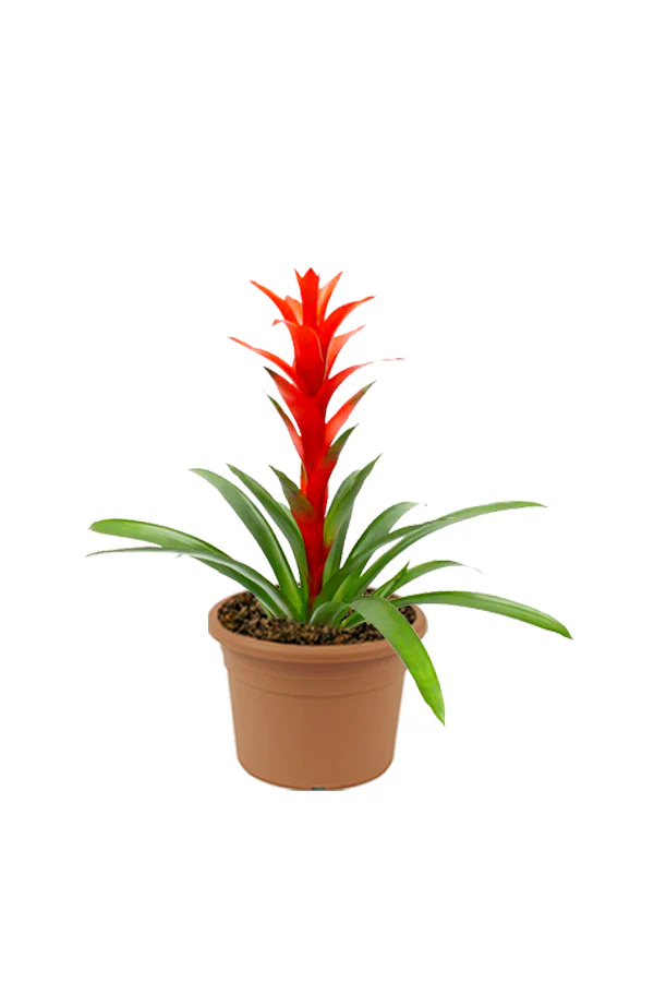 Guzmania - Scarlet Star