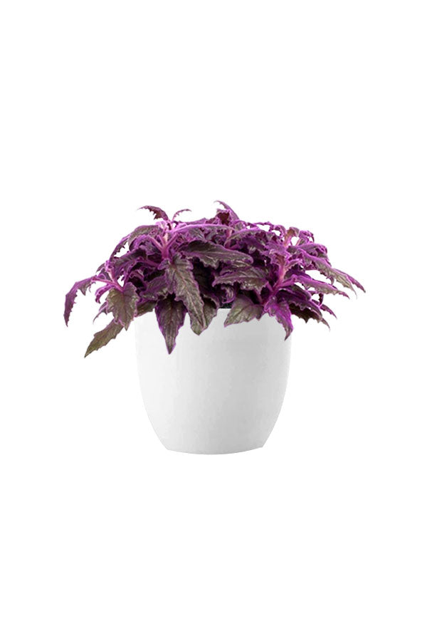 Table Top Lucky Plants