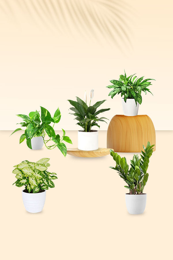 Happiness & Joy Plant Bundle