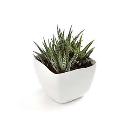 Haworthia Wide Zebra indoor air-purifying plant with wide zebra-like stripes on succulent leaves in a decorative pot.