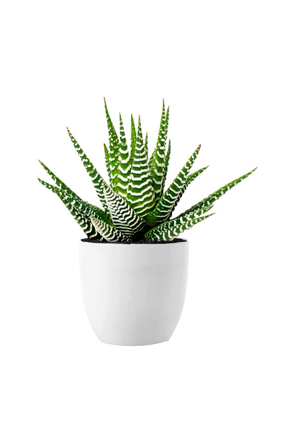Exotic Succulents Plant Pack
