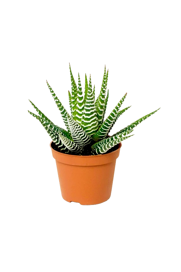 Haworthia Zebra – Low Maintenance Succulent