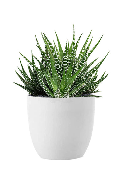 Geo Green Succulent Pack