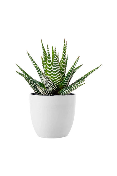 Haworthia Zebra – Low Maintenance Succulent