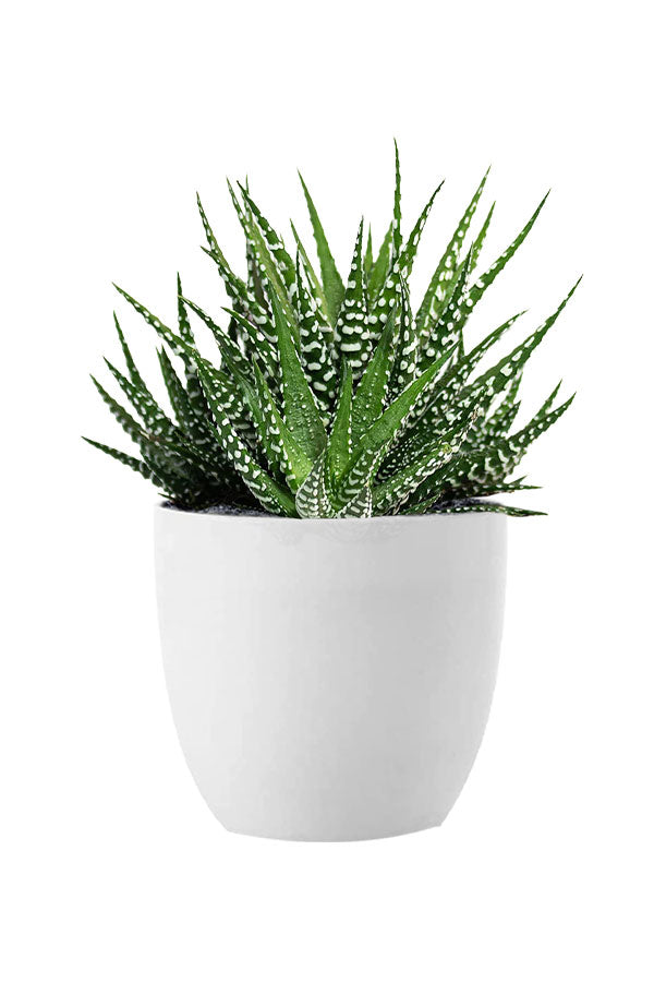 Pet Safe Succulent Pack
