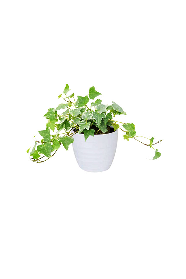 Hedera Helix (English Ivy)