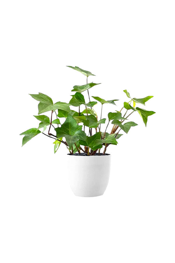 Hedera Helix Green – Classic English Ivy