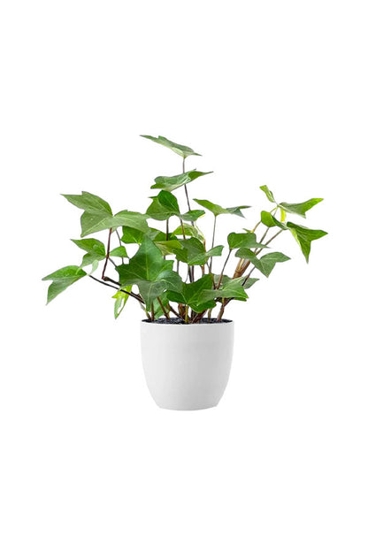 Toxic-Free Bedroom Plant Pack