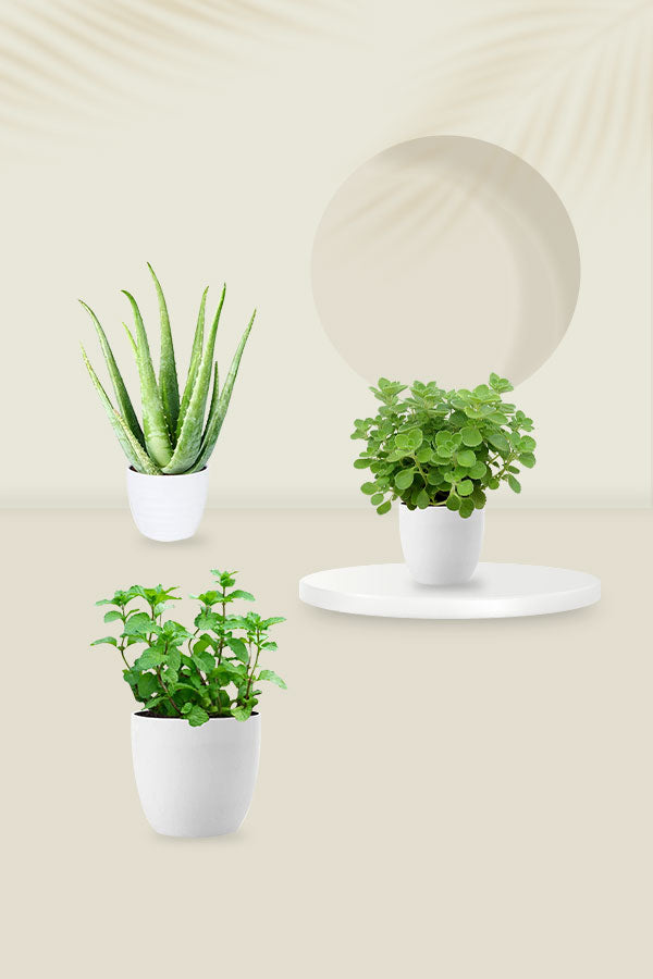 Herbal Plant Combo