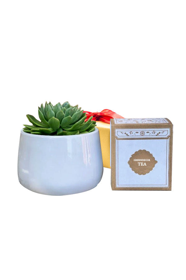 Succulent Serenity with Premium Green Tea Set – luxury calming gift set Riyadh