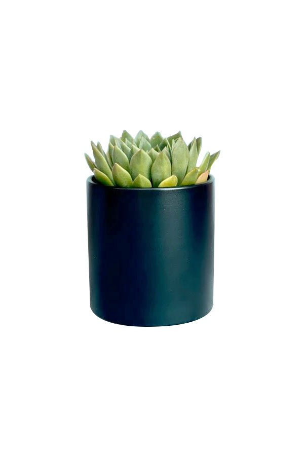 Echeveria succulent plant in black pot – luxury office desk decor gift Riyadh