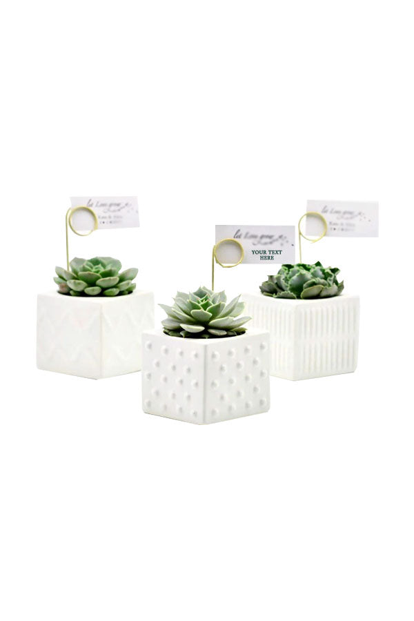 Succulent trio desk plant set with card holder – premium corporate gift Riyadh