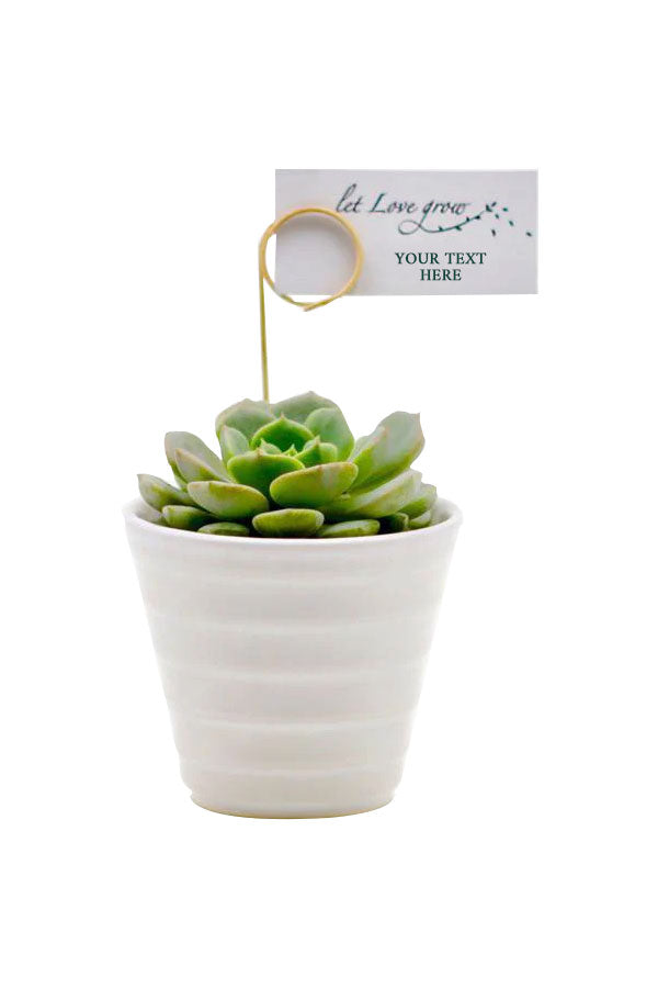 Mini Echeveria succulent with gold card holder – luxury desk plant gift Riyadh