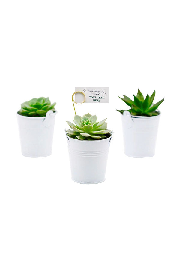 Minimalist Trio Echeveria Plant Set