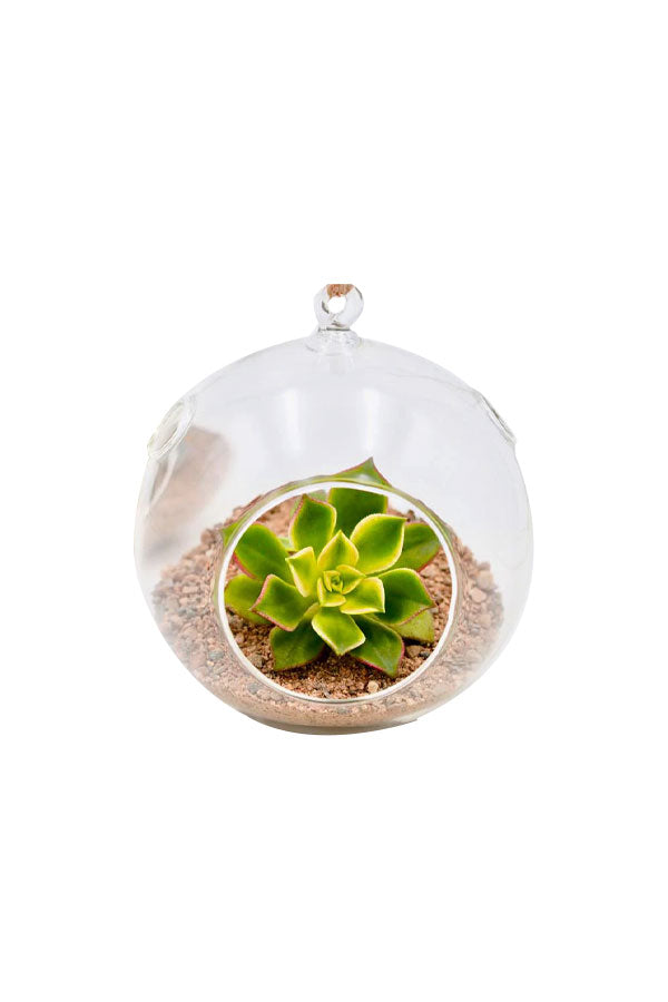Corporate hanging glass terrarium gift with air plants and pebbles