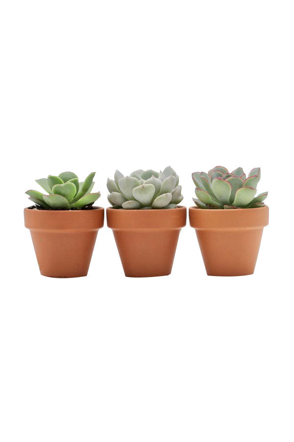 Succulent success green trio set in minimalist pots for corporate gifting