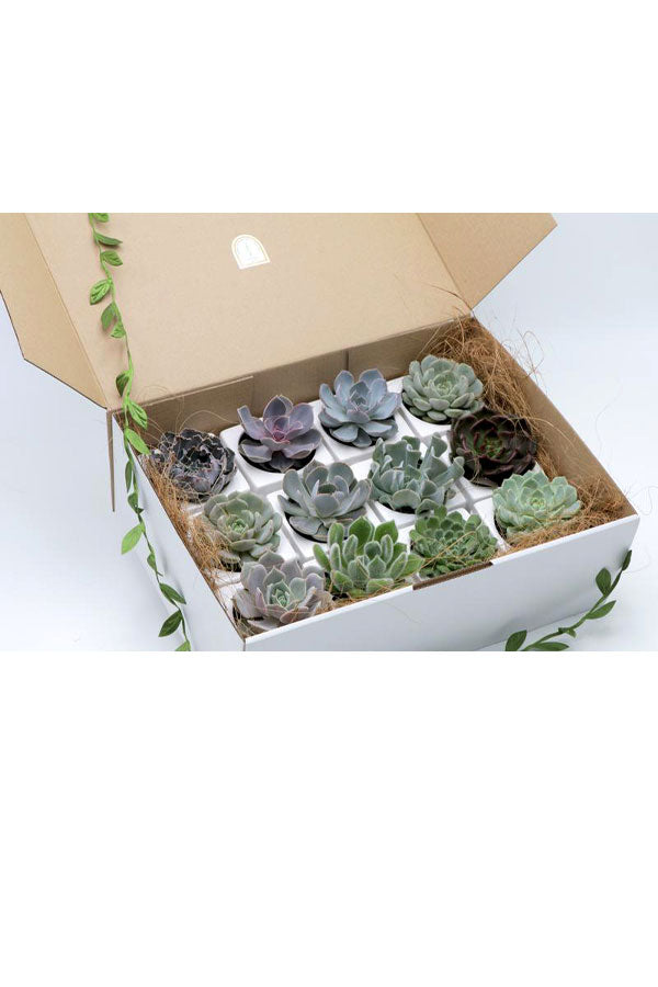 Corporate green succulent delight box with eco-friendly modern packaging