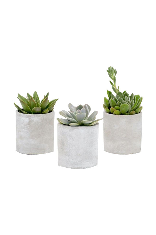 Minimalist succulent trio in modern planters – eco-friendly corporate desk gift


