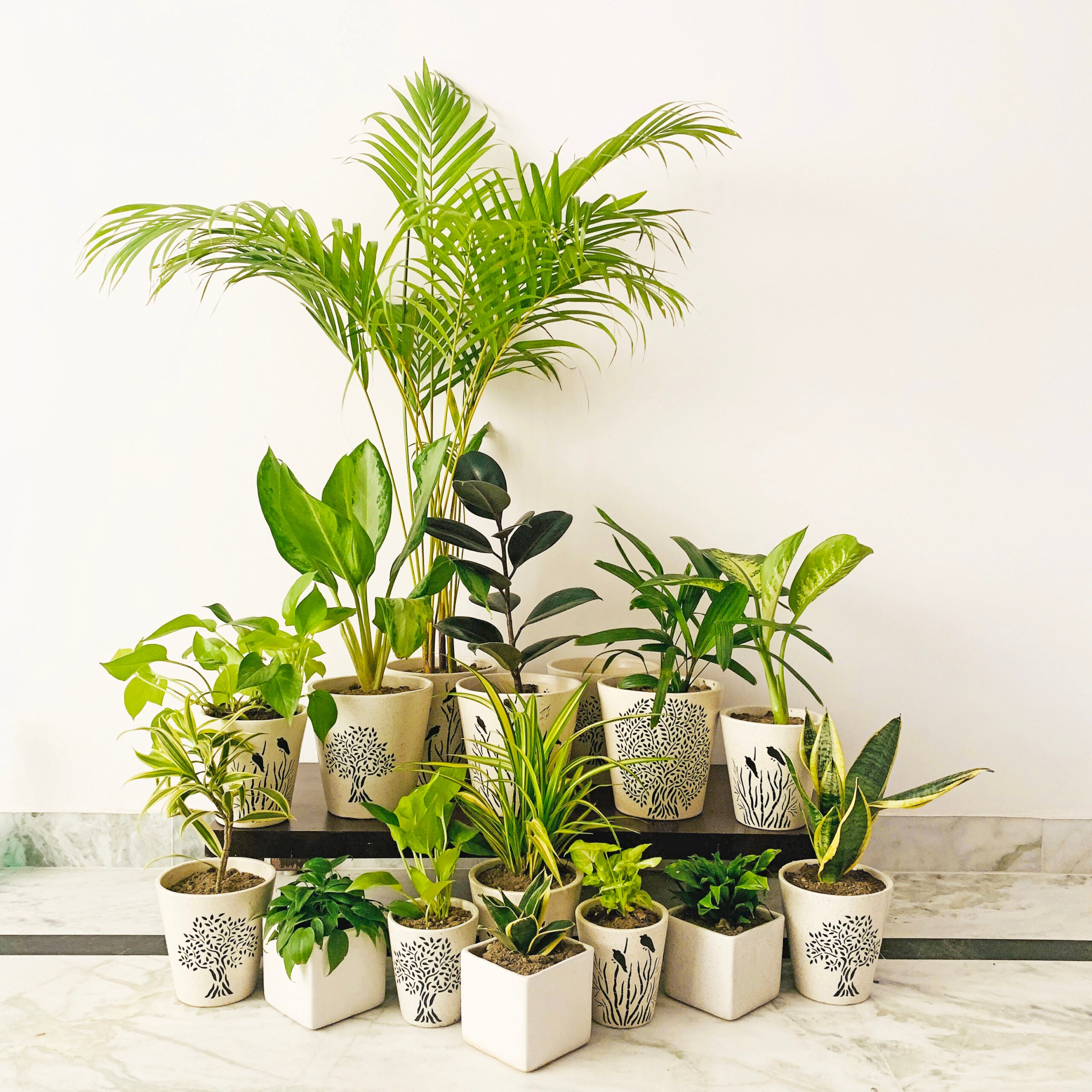 Air-Purifying Plant Packages