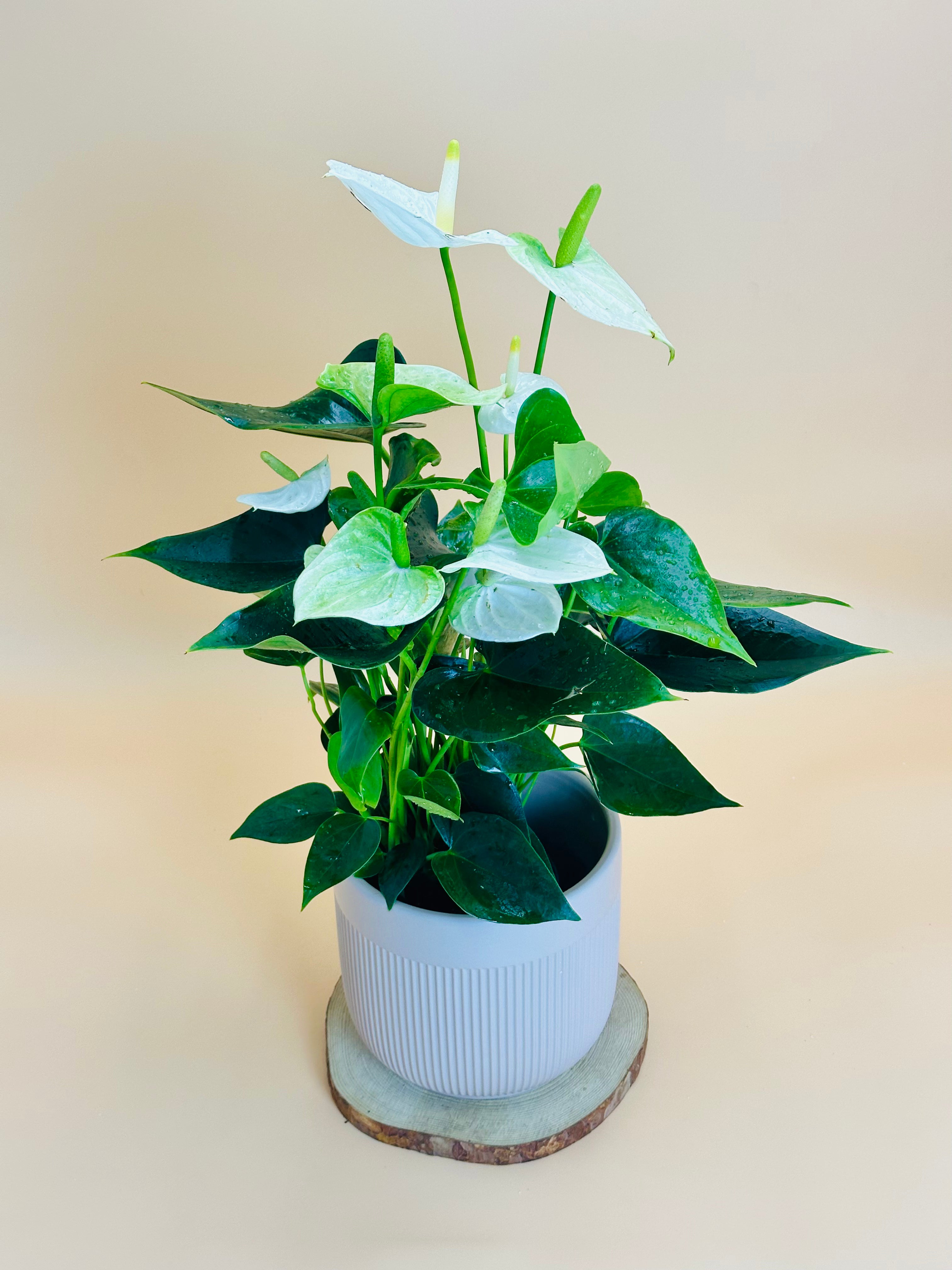 Anthurium Plant for Office
