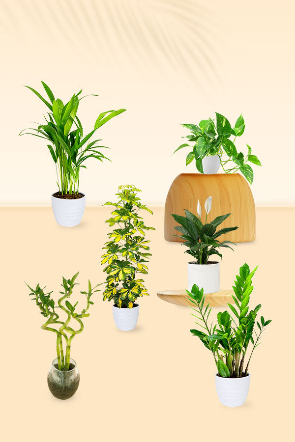 Indoor Air Detox Plants – Elegant Green Pack