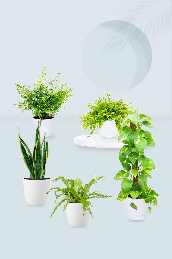 Indoor Ferns Decor Pack