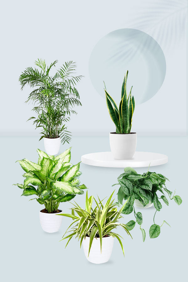 Indoor Plants for Beginners Pack