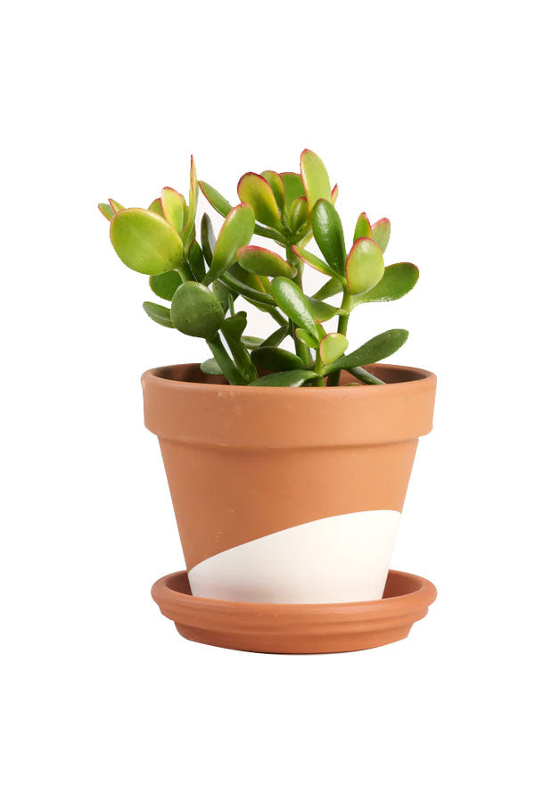 Mini Jade Plant in natural clay pot – sustainable corporate desk gift in Riyadh

