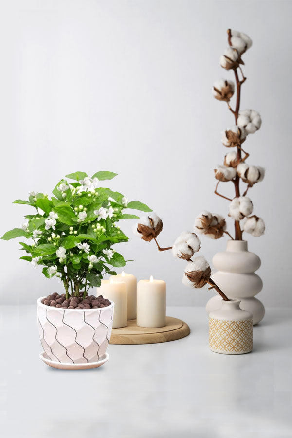 Enchanting Evenings - Jasmine Plant & Scented Candle Set