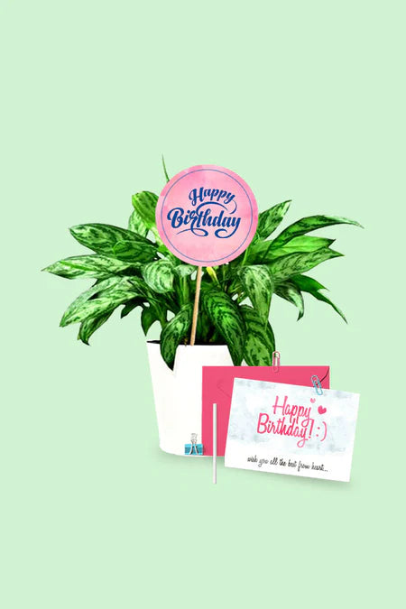 Eco-friendly Joyful Day Green Gift featuring vibrant plants like succulents, ferns, and ivy wrapped in sustainable packaging for an eco-conscious birthday gift.