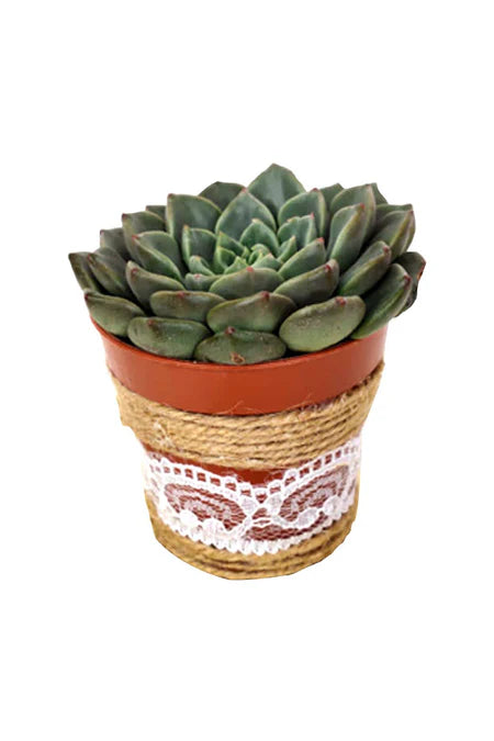 Jungle-themed succulent set with animal-shaped planters – a fun and eco-friendly gift for kids.
