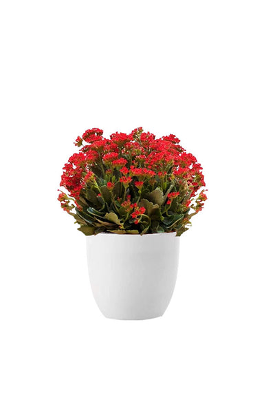 Geo Green Succulent Pack
