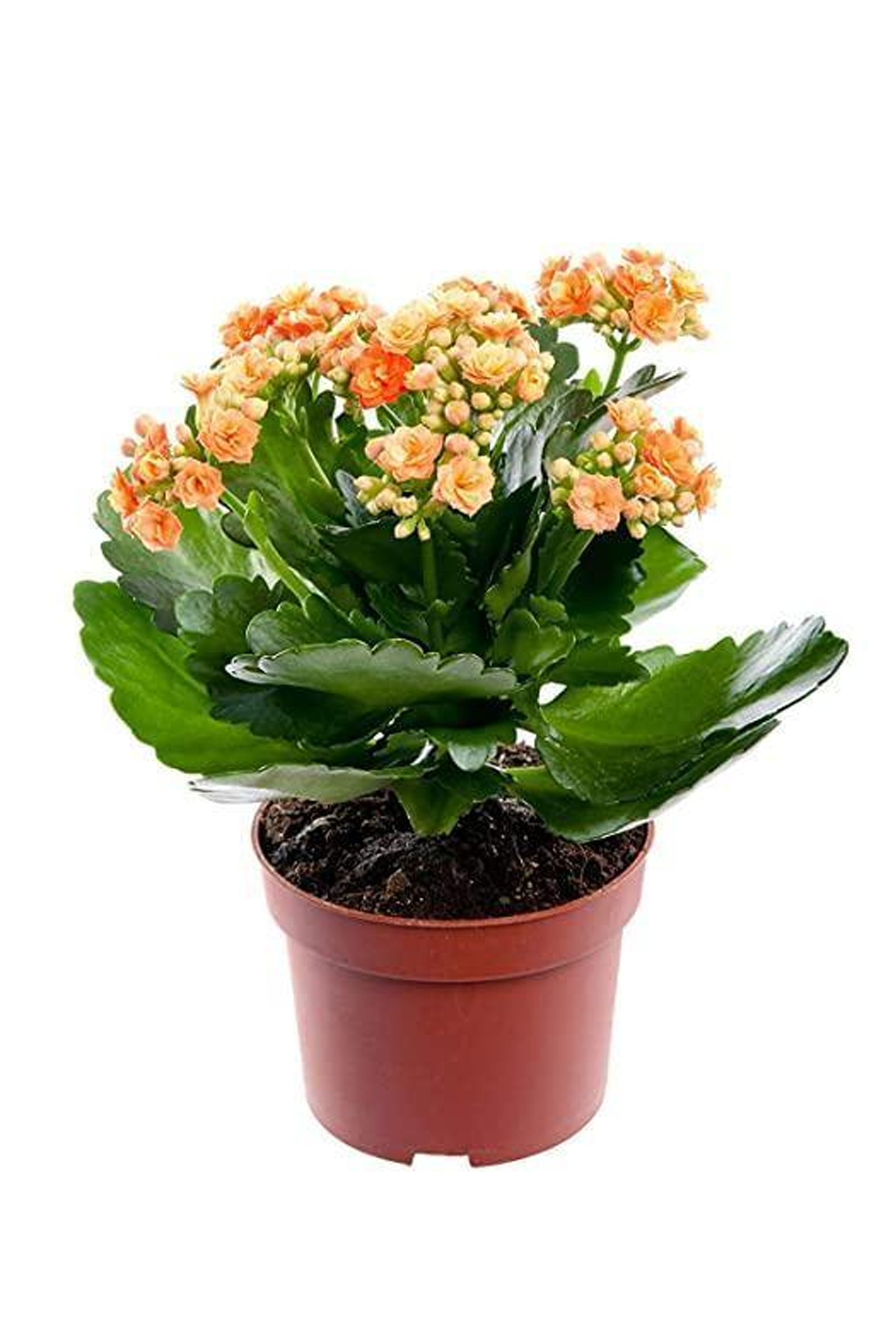Kalanchoe - Widow's Thrill