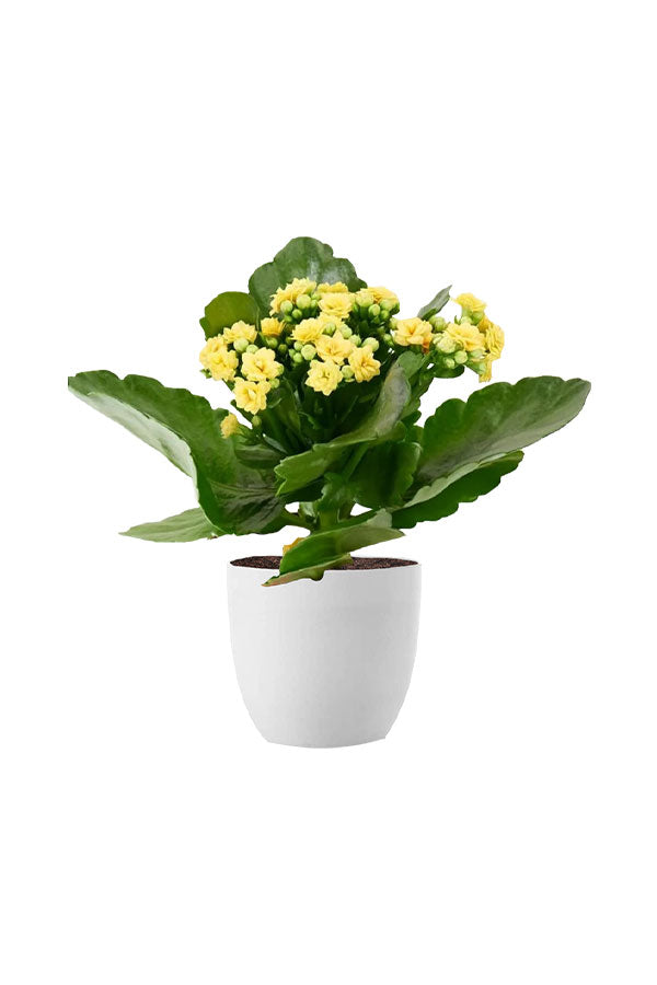 Easy to Care Plant Combo