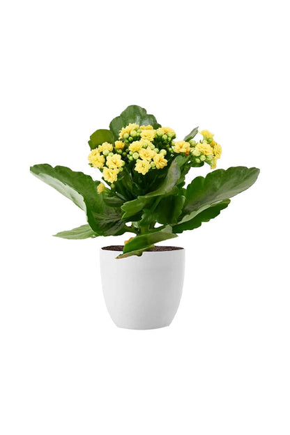 Graceful Flowering Plants Combo