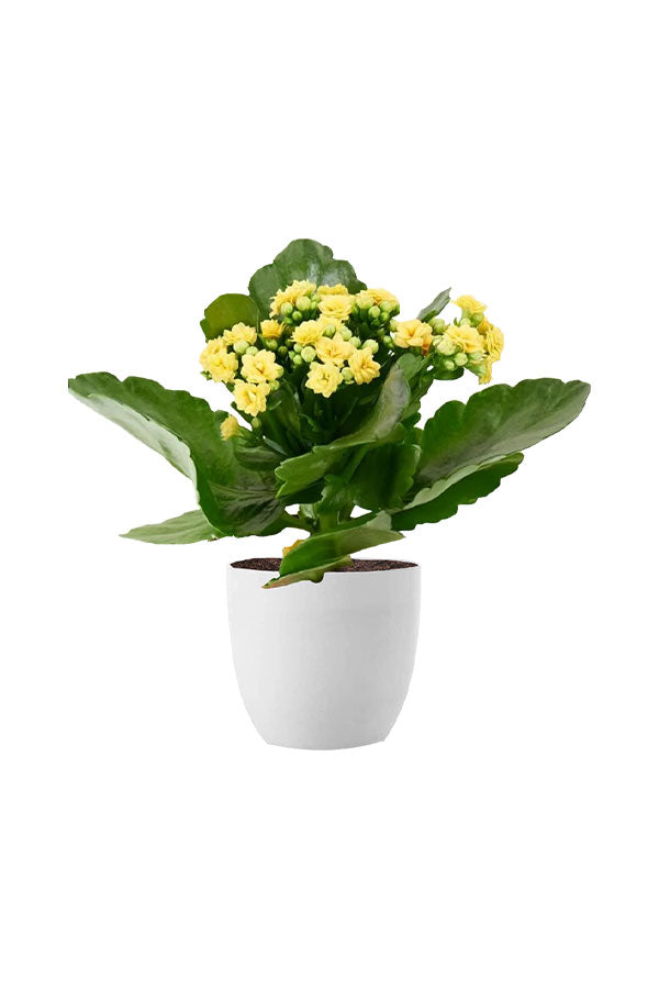 Graceful Flowering Plants Combo