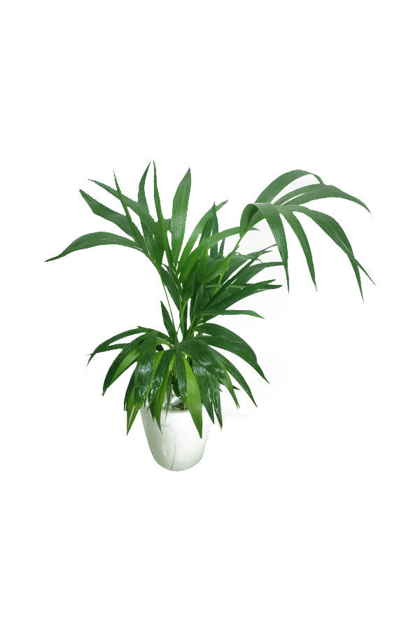 Kentia Palm (Howea Forsteriana) - Air Purifying Indoor Plant