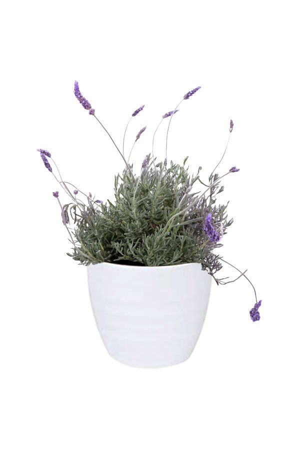 First Date Magic – Potted Lavender Set