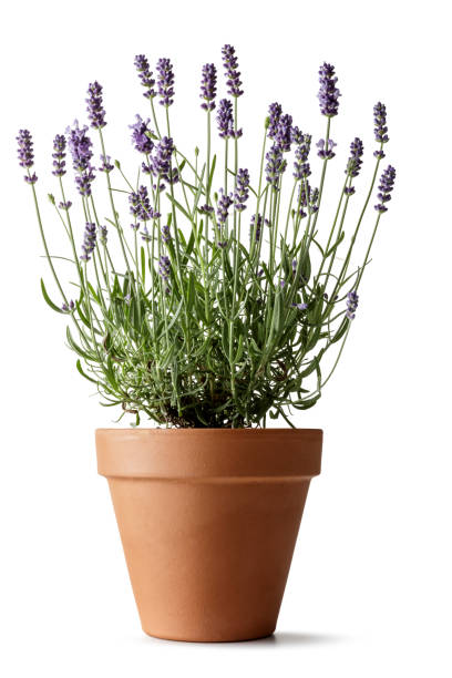 Lavender (Lavandula)