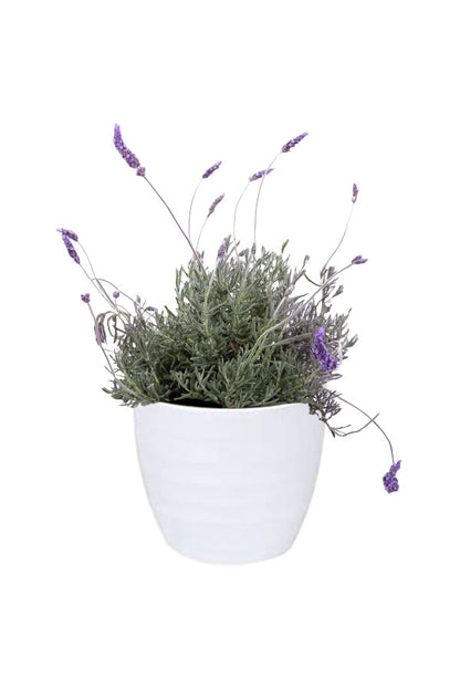 Graceful Flowering Plants Combo