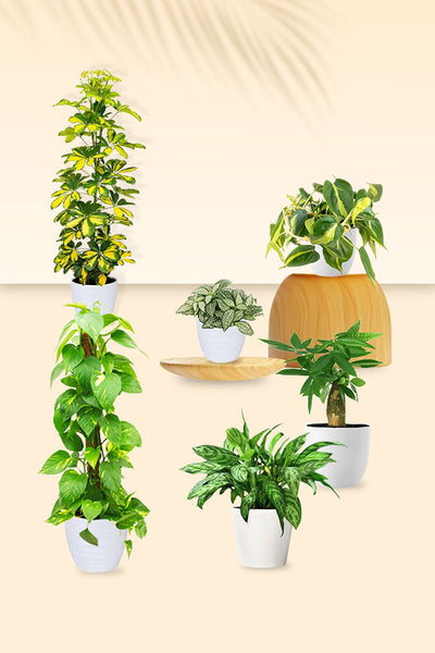 Low Light Indoor Plants Pack