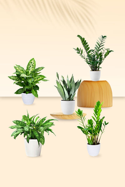 Low Maintenance Indoor Plants Combo