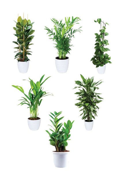 Green Care - Medical Package