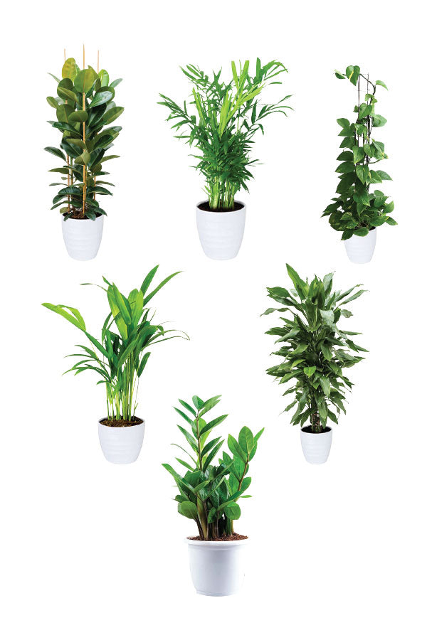 Green Care - Medical Package